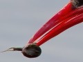 20220806 artic tern feeds on lepidurus