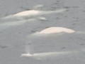20100807 white whales