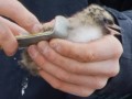 20260728 Growth curves of arctic terns